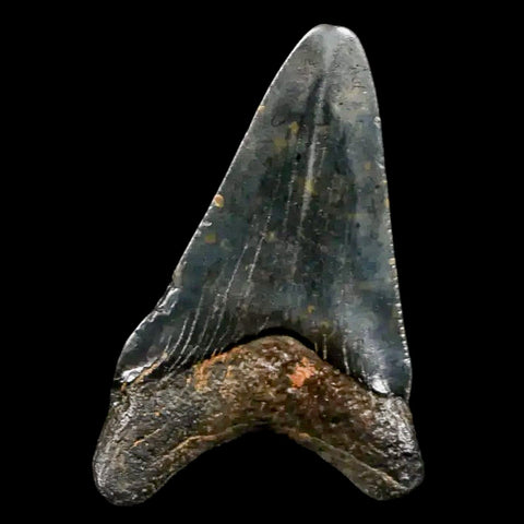 2.2" Quality Megalodon Shark Tooth Serrated Fossil Natural Miocene Age COA - Fossil Age Minerals
