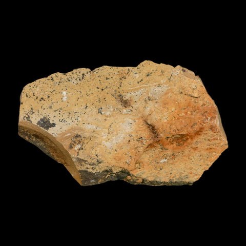 2" Detailed Fossil Plant Leafs Metasequoia Dawn Redwood Oligocene Age MT COA - Fossil Age Minerals