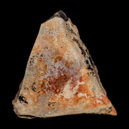 1.1" Tyrannosaurus Rex Fossil Bone Dinosaur Lance Creek Formation Wyoming COA