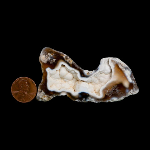 2.8" Agatized Coral Fossil Slab Oligocene and Miocene Epochs Tampa Bay Florida