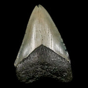 2.2" Quality Megalodon Shark Tooth Serrated Fossil Natural Miocene Age COA