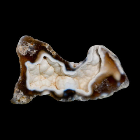 2.8" Agatized Coral Fossil Slab Oligocene and Miocene Epochs Tampa Bay Florida