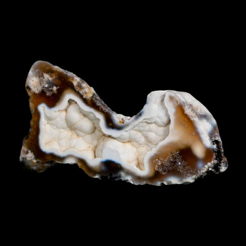 2.8" Agatized Coral Fossil Slab Oligocene and Miocene Epochs Tampa Bay Florida