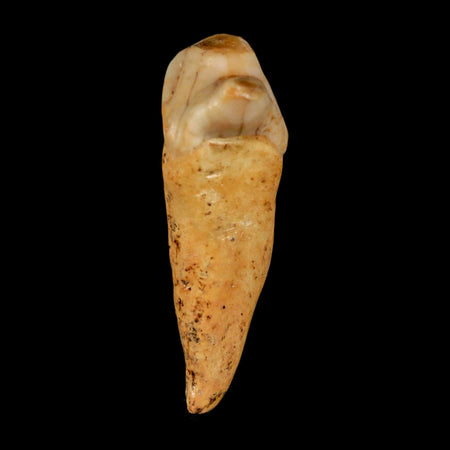 1.6" Extinct Cave Bear Ursus Spelaeus Incisor Tooth Rooted Pleistocene Age COA, Stand