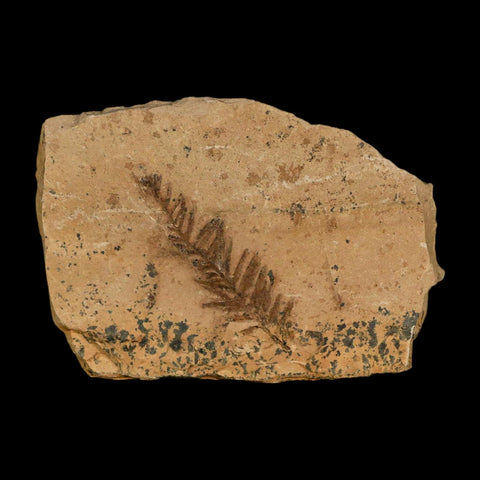 1.4" Detailed Fossil Plant Leafs Metasequoia Dawn Redwood Oligocene Age MT COA - Fossil Age Minerals