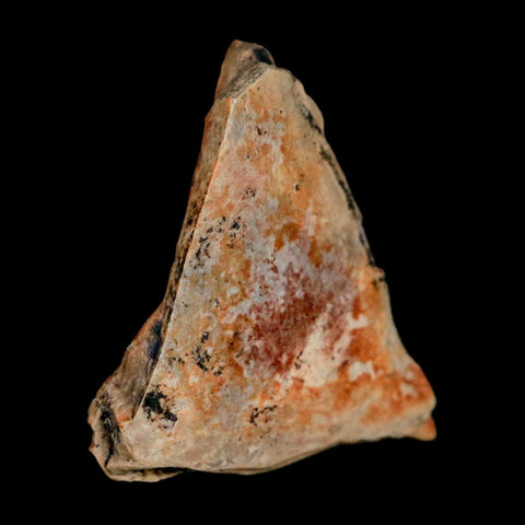 1.1" Tyrannosaurus Rex Fossil Bone Dinosaur Lance Creek Formation Wyoming COA