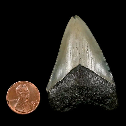 2.2" Quality Megalodon Shark Tooth Serrated Fossil Natural Miocene Age COA - Fossil Age Minerals