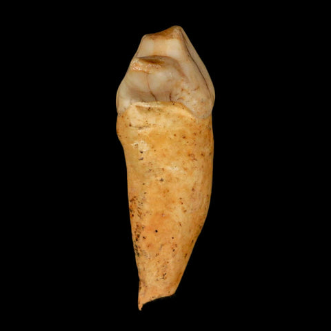 1.6" Extinct Cave Bear Ursus Spelaeus Incisor Tooth Rooted Pleistocene Age COA, Stand