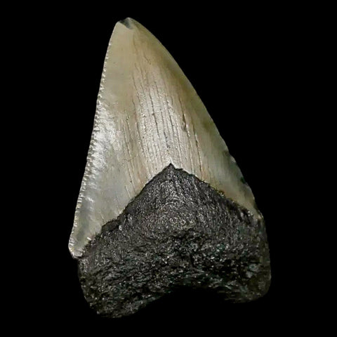 2.2" Quality Megalodon Shark Tooth Serrated Fossil Natural Miocene Age COA - Fossil Age Minerals