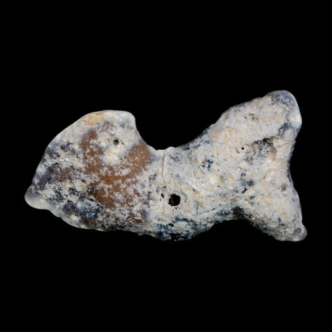 2.8" Agatized Coral Fossil Slab Oligocene and Miocene Epochs Tampa Bay Florida