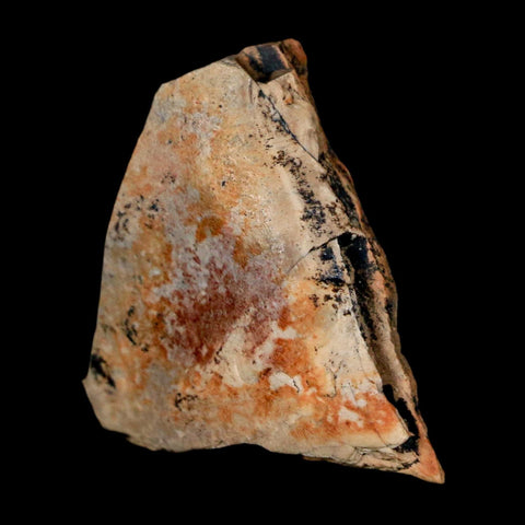 1.1" Tyrannosaurus Rex Fossil Bone Dinosaur Lance Creek Formation Wyoming COA