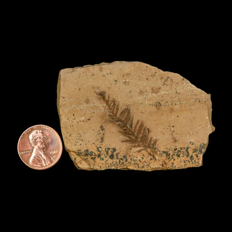 1.4" Detailed Fossil Plant Leafs Metasequoia Dawn Redwood Oligocene Age MT COA - Fossil Age Minerals