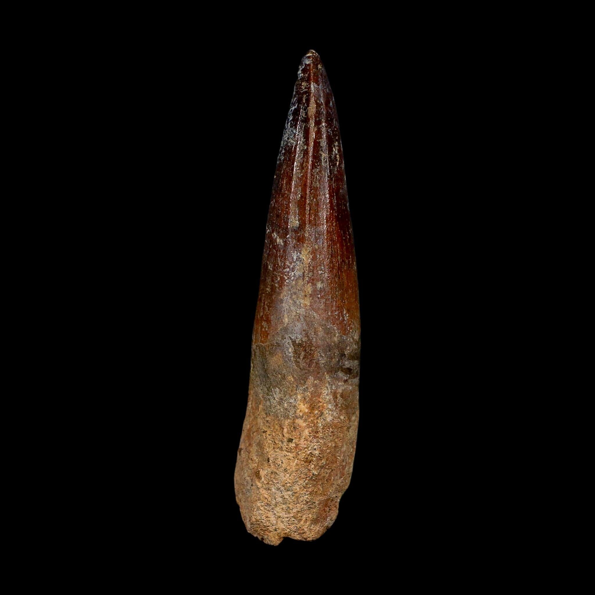 XL 3.5" Spinosaurus Fossil Tooth 100 Million Years Old Cretaceous Dinosaur COA