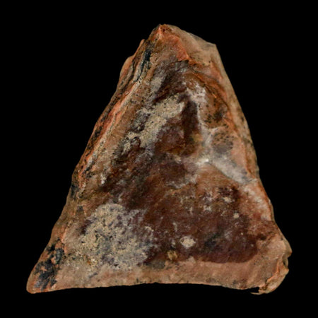 1.1" Tyrannosaurus Rex Fossil Bone Dinosaur Lance Creek Formation Wyoming COA
