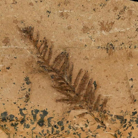 1.4" Detailed Fossil Plant Leafs Metasequoia Dawn Redwood Oligocene Age MT COA - Fossil Age Minerals