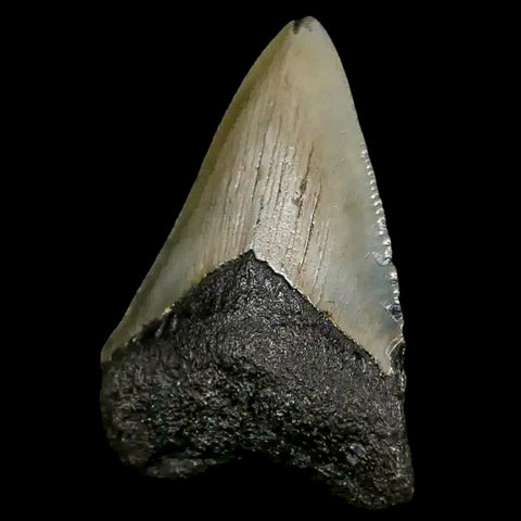 2.2" Quality Megalodon Shark Tooth Serrated Fossil Natural Miocene Age COA - Fossil Age Minerals