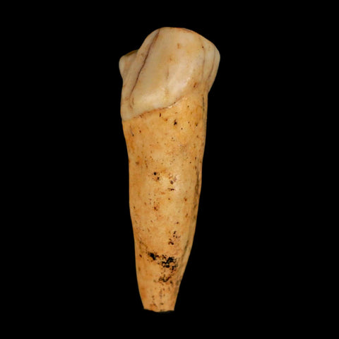 1.6" Extinct Cave Bear Ursus Spelaeus Incisor Tooth Rooted Pleistocene Age COA, Stand