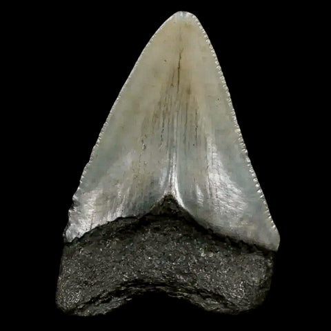 2.2" Quality Megalodon Shark Tooth Serrated Fossil Natural Miocene Age COA - Fossil Age Minerals