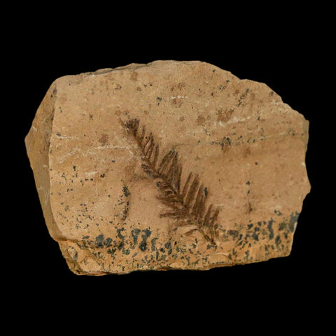 1.4" Detailed Fossil Plant Leafs Metasequoia Dawn Redwood Oligocene Age MT COA - Fossil Age Minerals