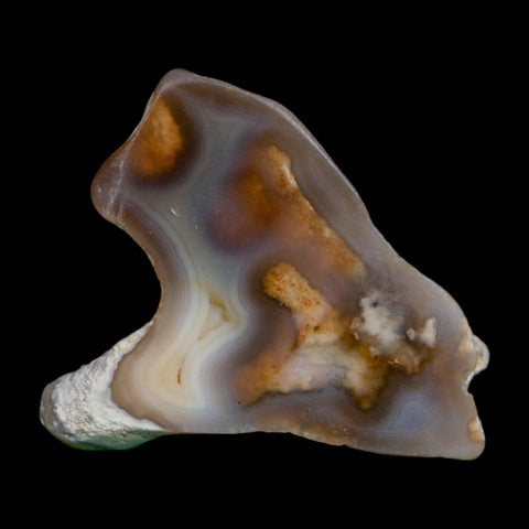 2.1" Agatized Coral Slab Fossil Oligocene and Miocene Epochs Tampa Bay Florida