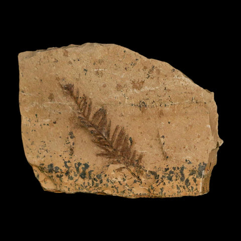 1.4" Detailed Fossil Plant Leafs Metasequoia Dawn Redwood Oligocene Age MT COA - Fossil Age Minerals