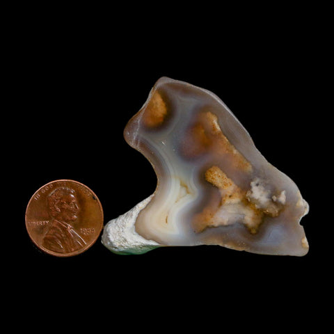 2.1" Agatized Coral Slab Fossil Oligocene and Miocene Epochs Tampa Bay Florida