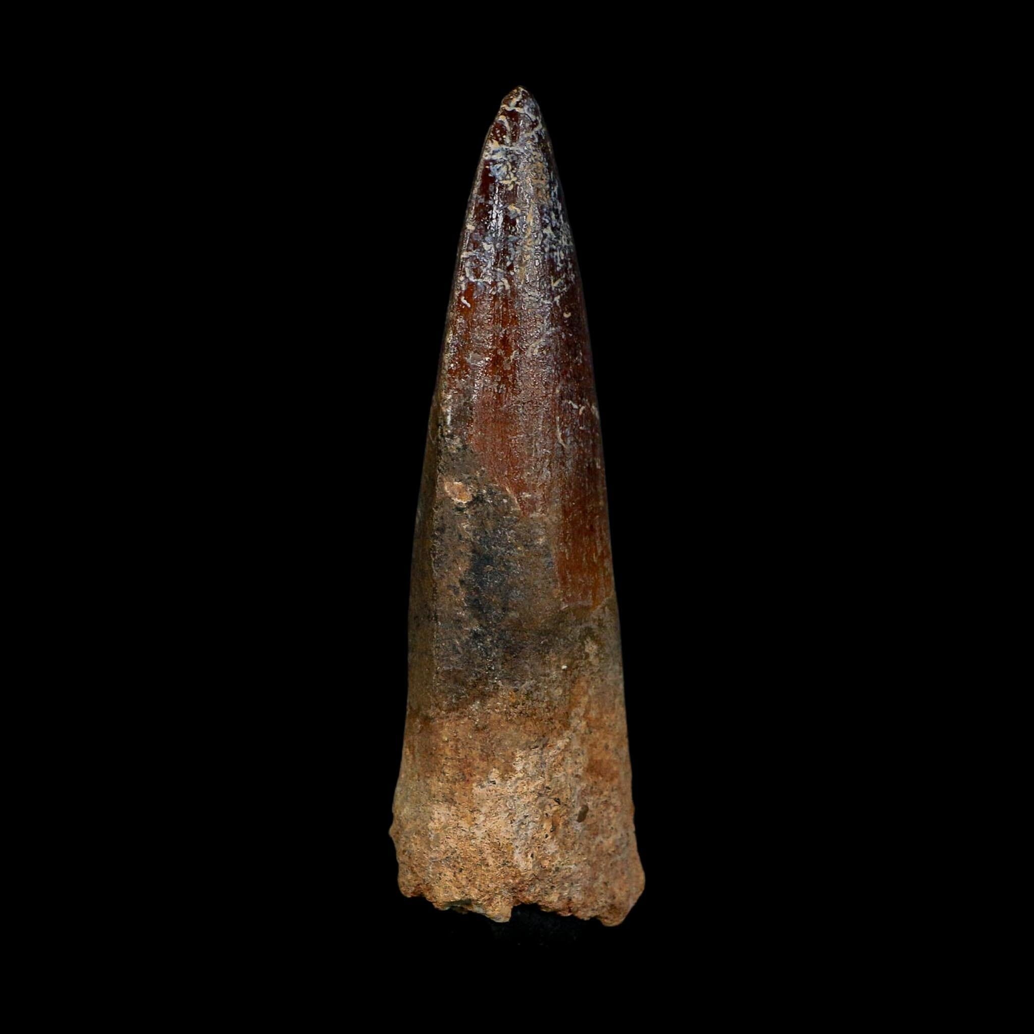 XL 3.5" Spinosaurus Fossil Tooth 100 Million Years Old Cretaceous Dinosaur COA
