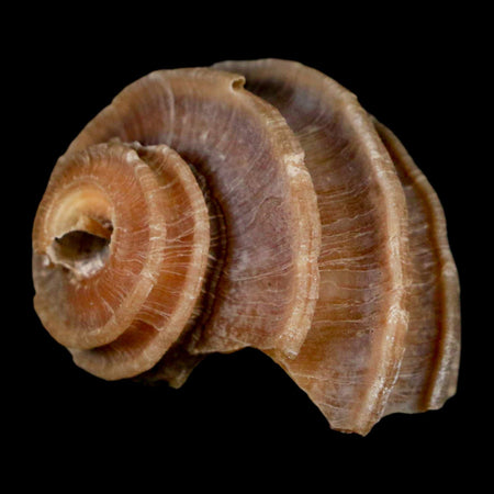 1.3" Ecphora Gardnerae Gastropod Fossil Shell Lee Creek Miocene Epoch North Carolina