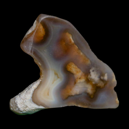 2.1" Agatized Coral Slab Fossil Oligocene and Miocene Epochs Tampa Bay Florida
