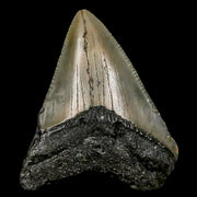 1.8" Quality Megalodon Shark Tooth Serrated Fossil Natural Miocene Age COA