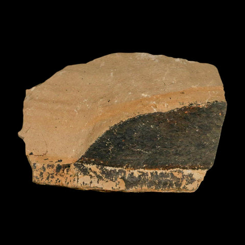 1.4" Detailed Fossil Plant Leafs Metasequoia Dawn Redwood Oligocene Age MT COA - Fossil Age Minerals