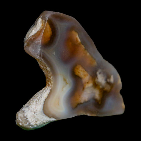 2.1" Agatized Coral Slab Fossil Oligocene and Miocene Epochs Tampa Bay Florida