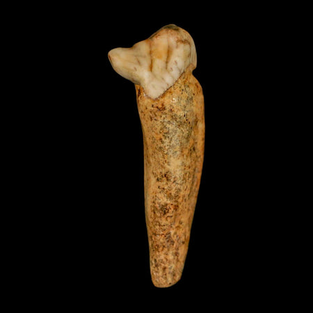 1.7" Extinct Cave Bear Ursus Spelaeus Incisor Tooth Rooted Pleistocene Age COA, Stand