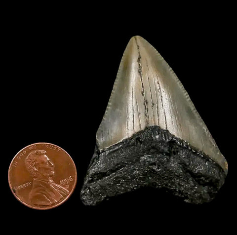 1.8" Quality Megalodon Shark Tooth Serrated Fossil Natural Miocene Age COA - Fossil Age Minerals
