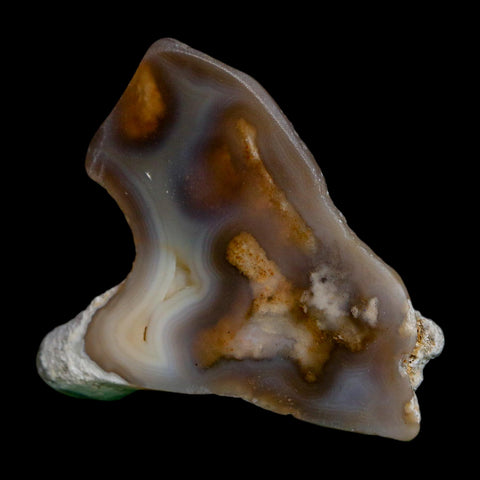 2.1" Agatized Coral Slab Fossil Oligocene and Miocene Epochs Tampa Bay Florida