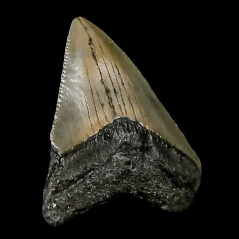 1.8" Quality Megalodon Shark Tooth Serrated Fossil Natural Miocene Age COA - Fossil Age Minerals