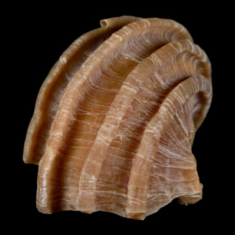 1.3" Ecphora Gardnerae Gastropod Fossil Shell Lee Creek Miocene Epoch North Carolina - Fossil Age Minerals