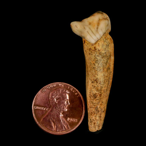 1.7" Extinct Cave Bear Ursus Spelaeus Incisor Tooth Rooted Pleistocene Age COA, Stand