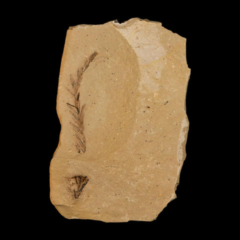 1.9" Detailed Fossil Plant Leafs Metasequoia Dawn Redwood Oligocene Age MT COA - Fossil Age Minerals
