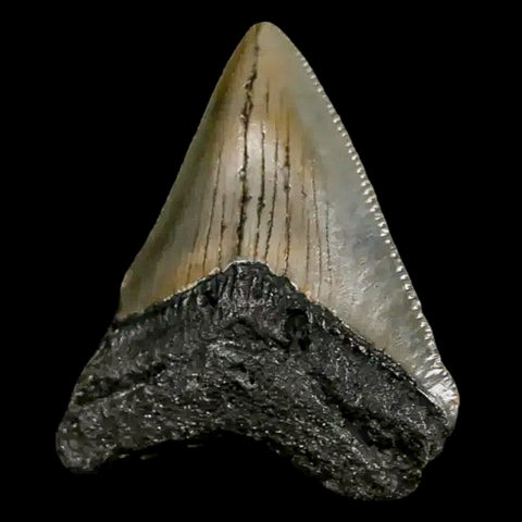1.8" Quality Megalodon Shark Tooth Serrated Fossil Natural Miocene Age COA - Fossil Age Minerals