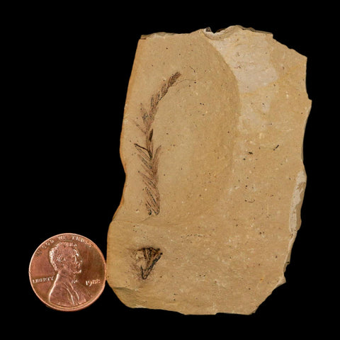 1.9" Detailed Fossil Plant Leafs Metasequoia Dawn Redwood Oligocene Age MT COA - Fossil Age Minerals