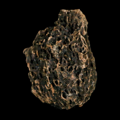 1" Tyrannosaurus Rex Fossil Bone Marrow Dinosaur Lance Creek Formation Wyoming COA