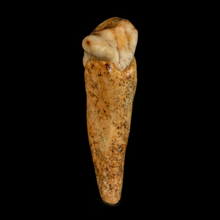1.7" Extinct Cave Bear Ursus Spelaeus Incisor Tooth Rooted Pleistocene Age COA, Stand