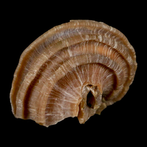 1.3" Ecphora Gardnerae Gastropod Fossil Shell Lee Creek Miocene Epoch North Carolina - Fossil Age Minerals