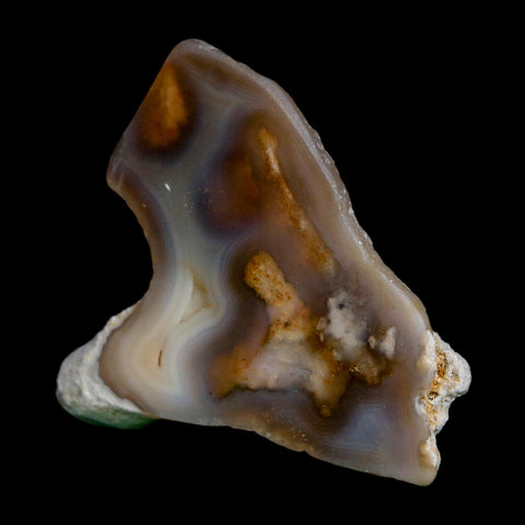 2.1" Agatized Coral Slab Fossil Oligocene and Miocene Epochs Tampa Bay Florida