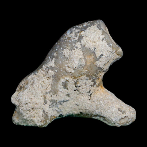2.1" Agatized Coral Slab Fossil Oligocene and Miocene Epochs Tampa Bay Florida