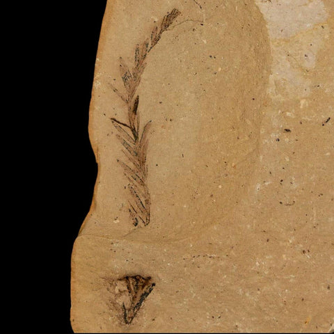 1.9" Detailed Fossil Plant Leafs Metasequoia Dawn Redwood Oligocene Age MT COA - Fossil Age Minerals