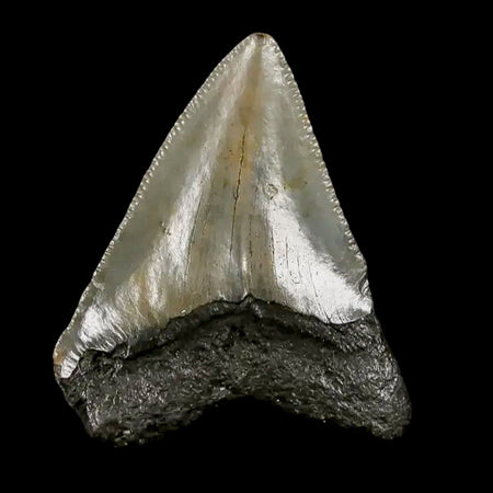1.8" Quality Megalodon Shark Tooth Serrated Fossil Natural Miocene Age COA