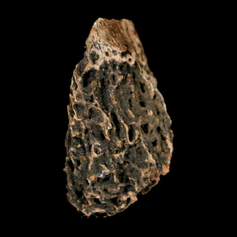 1" Tyrannosaurus Rex Fossil Bone Marrow Dinosaur Lance Creek Formation Wyoming COA