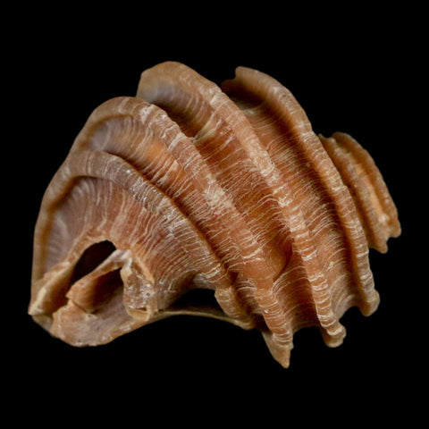 1.3" Ecphora Gardnerae Gastropod Fossil Shell Lee Creek Miocene Epoch North Carolina - Fossil Age Minerals